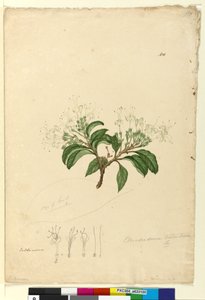 Page 100. Clerodendrum tomentosum，c.1803-06（wc，钢笔，墨水和铅笔） 作者 约翰·威廉·莱温