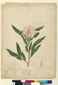 Page 104. Hibiscus heterophyllus，c.1803-06（wc，钢笔，墨水和铅笔）