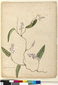 Page 107. Glycine bimaculataGlycine tabacina？，c.1803-06（wc，pen，ink and pencil） 作者 约翰·威廉·莱温