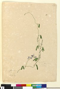 Page 109. Kennedia comptonianaHardenbergia comptoniana，c.1803-06（wc，钢笔，墨水和铅笔） 作者 约翰·威廉·莱温
