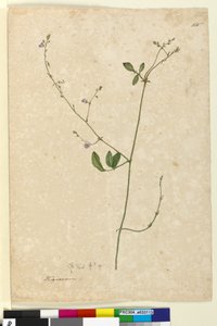 Page 115. Hedysarum，c.1803-06（wc，钢笔，墨水和铅笔） 作者 约翰·威廉·莱温