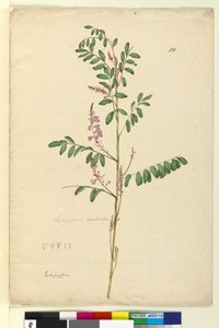 Page 116. Indigofera australis，c.1803-06（wc，钢笔，墨水和铅笔） 作者 约翰·威廉·莱温