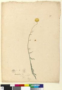 第127页.Craspedia，c.1803-06（wc，钢笔，墨水和铅笔） 作者 约翰·威廉·莱温