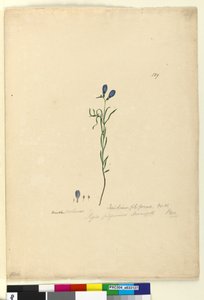 Page 129. Ionidium filiforme，c.1803-06（wc，钢笔，墨水和铅笔） 作者 约翰·威廉·莱温