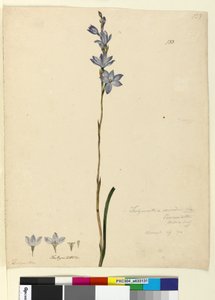 Page 133. Thelymitra ixioides，c.1803-06（wc，钢笔，墨水和铅笔） 作者 约翰·威廉·莱温