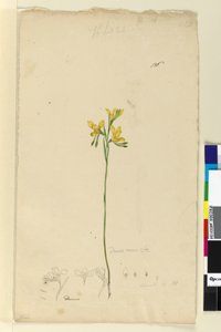 Page 136. Diuris aurea，c.1803-06（wc，钢笔，墨水和铅笔） 作者 约翰·威廉·莱温