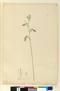 Page 137. Cryptostylis longifolia，c.1803-06（wc，钢笔，墨水和铅笔） 作者 约翰·威廉·莱温