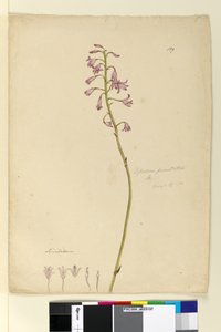 Page 139. Dipodium punctatum，c.1803-06（wc，钢笔，墨水和铅笔） 作者 约翰·威廉·莱温