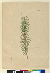 Page 141. Casuarina strictaAllocasuarina verticillata，c.1803-06（wc，钢笔，墨水和铅笔） 作者 约翰·威廉·莱温