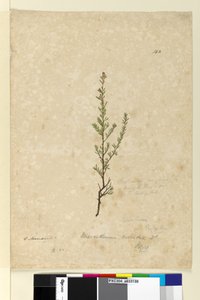 Page 142. Phyllanthus rivularis，c.1803-06（wc，钢笔，墨水和铅笔） 作者 约翰·威廉·莱温
