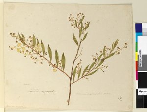 Page 147. Acacia myrtifolia，c.1803-06（wc，钢笔，墨水和铅笔） 作者 约翰·威廉·莱温