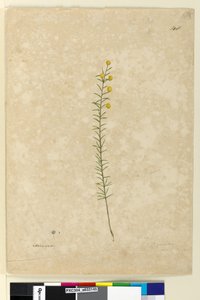 第 148 页。 Acacia aciculares，c.1803-06（水彩、钢笔、墨水和铅笔） 作者 约翰·威廉·莱温