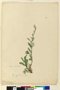 Page 154. Silene入籍，c.1803-06（wc，钢笔，墨水和铅笔） 作者 约翰·威廉·莱温