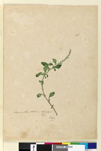 Page 156. Amaranthus Blitum，c.1803-06（wc，钢笔，墨水和铅笔） 作者 约翰·威廉·莱温