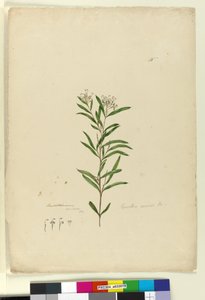 第15页Grevillea sericea，c.1803-06（wc，钢笔，墨水和铅笔） 作者 约翰·威廉·莱温