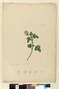 Page 161. Malva capensis，c.1803-06（wc，钢笔，墨水和铅笔） 作者 约翰·威廉·莱温