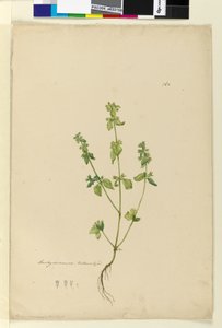 Page 162. Stachys arvensis，c.1803-06（wc，钢笔，墨水和铅笔） 作者 约翰·威廉·莱温
