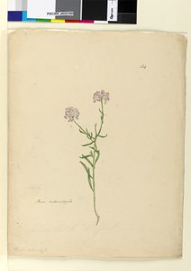 Page 164. Iberis入籍，c.1803-06（wc，钢笔，墨水和铅笔） 作者 约翰·威廉·莱温