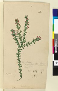 Page 168. Eriostemon buxifolium，c.1803-06（wc，钢笔，墨水和铅笔） 作者 约翰·威廉·莱温