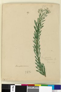 Page 169。Conospermum taxifolium，c.1803-06（wc，钢笔，墨水和铅笔） 作者 约翰·威廉·莱温