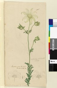 Page 176. Actinotus Helianthe，c.1803-06（wc，钢笔，墨水和铅笔） 作者 约翰·威廉·莱温