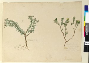 第179.页Gompholobium; 180. Poranthera ericafolia，c.1803-06（wc，钢笔，墨水和铅笔） 作者 约翰·威廉·莱温