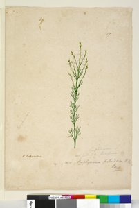 Page 17. Symphionema paludosum，c.1803-06（wc，钢笔，墨水和铅笔） 作者 约翰·威廉·莱温