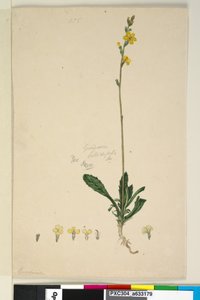 Page 185. Goodenia bellidifolia，c.1803-06（wc，钢笔，墨水和铅笔） 作者 约翰·威廉·莱温