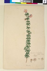 Page 186. Bauera rubioides，c.1803-06（wc，钢笔，墨水和铅笔） 作者 约翰·威廉·莱温