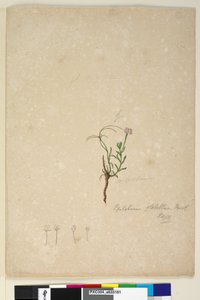 页187.柳叶柳，c.1803-06（wc，钢笔，墨水和铅笔） 作者 约翰·威廉·莱温
