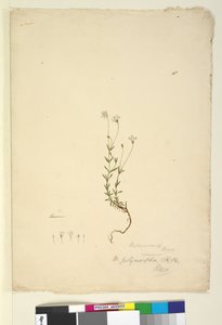 第18页.Mitrasacme polymorpha，c.1803-06（wc，笔，墨水和铅笔） 作者 约翰·威廉·莱温
