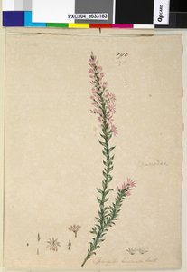 Page 190. Sprengelia incarnata，c.1803-06（wc，钢笔，墨水和铅笔） 作者 约翰·威廉·莱温