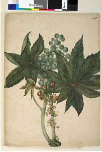 Page 196. Ricinus Ricinus communis，c.1803-06（wc，钢笔，墨水和铅笔）