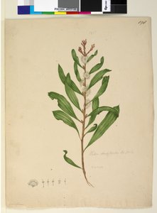 Page 198. Hakea dactyloides，c.1803-06（wc，钢笔，墨水和铅笔） 作者 约翰·威廉·莱温
