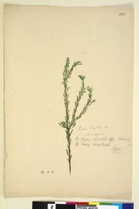 Page 202. Pimelia linifolia，c.1803-06（wc，钢笔，墨水和铅笔） 作者 约翰·威廉·莱温