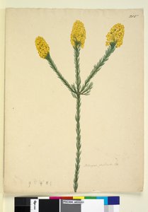 Page 215. Dillwynia floribunda，c.1803-06（wc，钢笔，墨水和铅笔） 作者 约翰·威廉·莱温