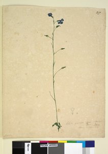 Page 217. Lobelia gracilis，c.1803-06（wc，钢笔，墨水和铅笔）