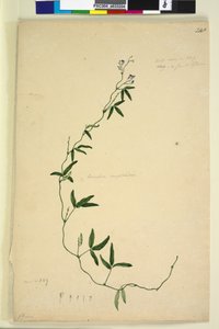 Page 218. Kennedia comptoniana Hardenbergia comptoniana，c.1803-06（wc，钢笔，墨水和铅笔）