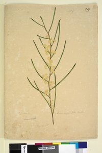 Page 219. Acacia angustifolia，c.1803-06（wc，钢笔，墨水和铅笔） 作者 约翰·威廉·莱温