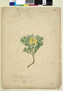 Page 224. Isopogon anemonifolius，c.1803-06（wc，钢笔，墨水和铅笔） 作者 约翰·威廉·莱温