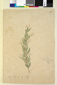 Page 226. Ricinocarpus pinifolius，c.1803-06（wc，钢笔，墨水和铅笔） 作者 约翰·威廉·莱温