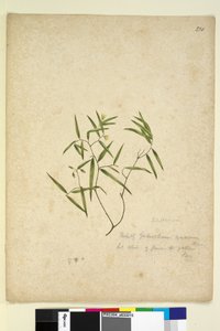 Page 230. Geitonoplesium cymosum，c.1803-06（wc，钢笔，墨水和铅笔） 作者 约翰·威廉·莱温