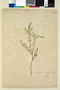 Page 233. Leucopogon，c.1803-06（wc，钢笔，墨水和铅笔） 作者 约翰·威廉·莱温