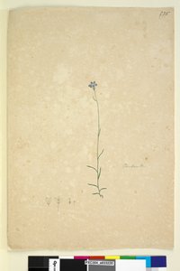 Page 235. Campanula，c.1803-06（wc，钢笔，墨水和铅笔） 作者 约翰·威廉·莱温