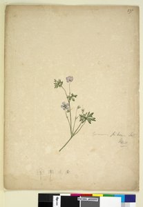Page 237. Geranium pilosum，c.1803-06（wc，钢笔，墨水和铅笔） 作者 约翰·威廉·莱温