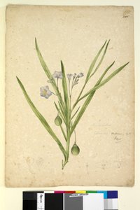 Page 245. Solanum vescum，c.1803-06（wc，钢笔，墨水和铅笔） 作者 约翰·威廉·莱温