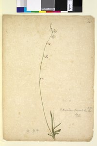 Page 246. Arthropodium paniculatum，c.1803-06（wc，钢笔，墨水和铅笔） 作者 约翰·威廉·莱温