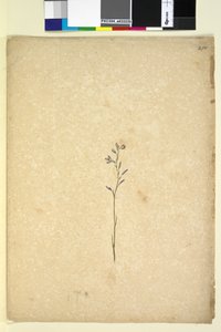 Page 250.不明植物，c.1803-06（wc，钢笔，墨水和铅笔） 作者 约翰·威廉·莱温