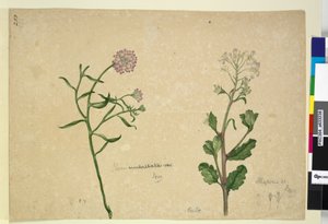 Page 253. Iberis umbellata; Hesperis sp。，c.1803-06（wc，钢笔，墨水和铅笔）