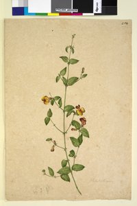 Page 254. Platylobium，c.1803-06（wc，钢笔，墨水和铅笔） 作者 约翰·威廉·莱温